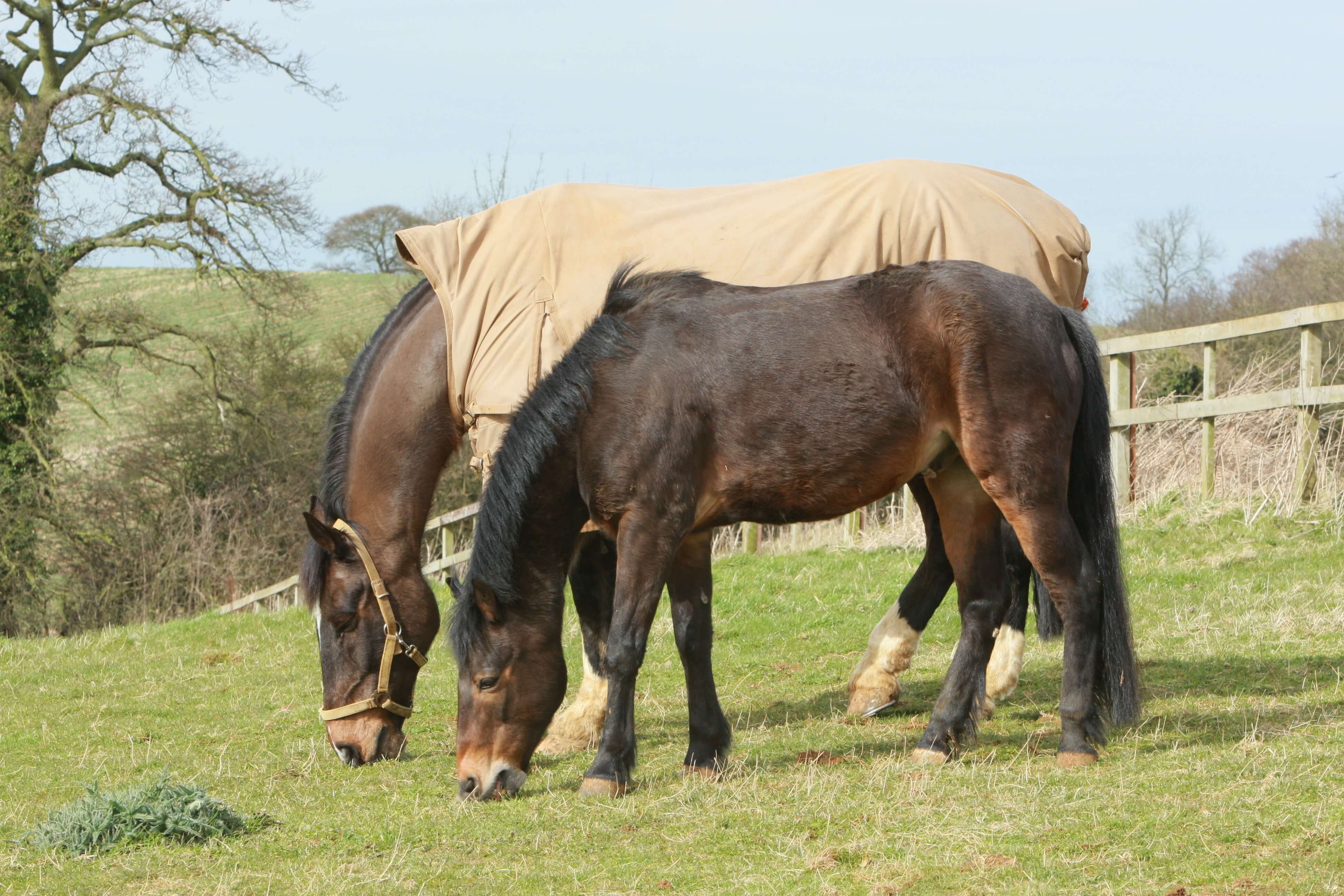 Side image for Feeding the Older Horse